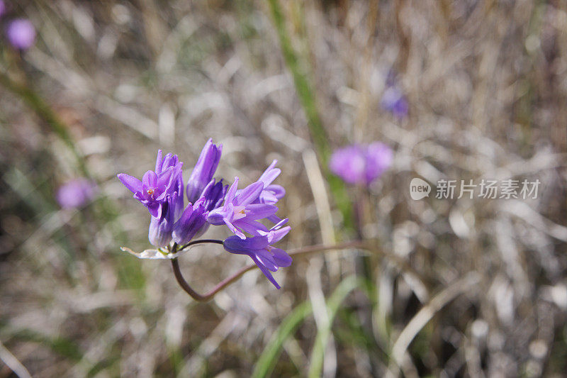 蓝Dick Dichelostemma capitatum沙漠风信子野花